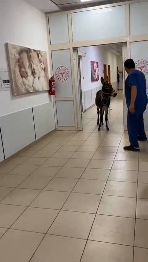 Polisten kaçan firari eşek soluğu acil serviste aldı - Resim: 2